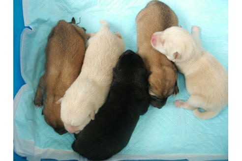 成約済の埼玉県の柴犬-100021の3枚目