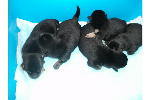 成約済の埼玉県の柴犬-100022の1枚目