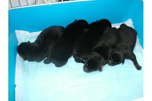 成約済の埼玉県の柴犬-100022の2枚目