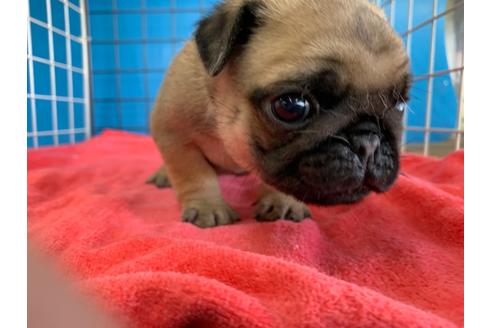 成約済の愛媛県のパグ-100033の3枚目