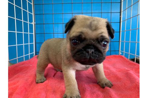 成約済の愛媛県のパグ-100033
