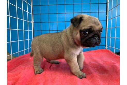 成約済の愛媛県のパグ-100033の2枚目