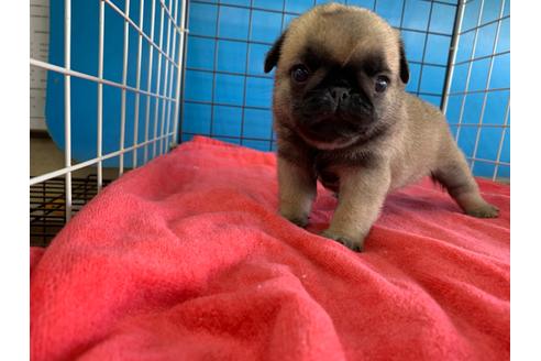 成約済の愛媛県のパグ-100035の2枚目