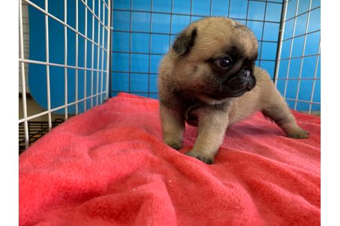 成約済の愛媛県のパグ-100035