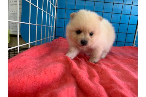 成約済の愛媛県のミックス犬-100038の4枚目