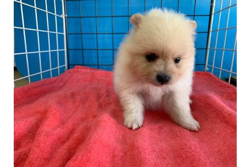 成約済の愛媛県のミックス犬-100038の3枚目