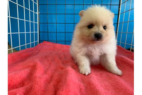 成約済の愛媛県のミックス犬-100038の2枚目