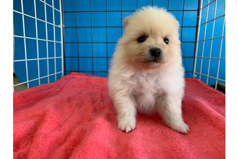 成約済の愛媛県のミックス犬-100038