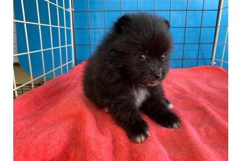 成約済の愛媛県のミックス犬-100043の1枚目