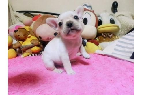 成約済の群馬県のフレンチブルドッグ-100051の1枚目