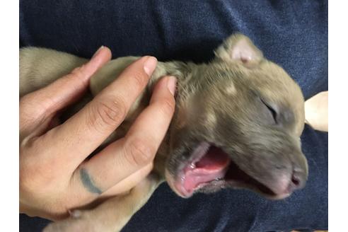 成約済の佐賀県のアメリカンピットブルテリア-100052の2枚目