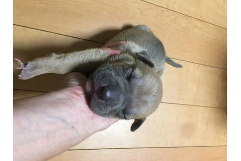 成約済の佐賀県のアメリカンピットブルテリア-100064の9枚目