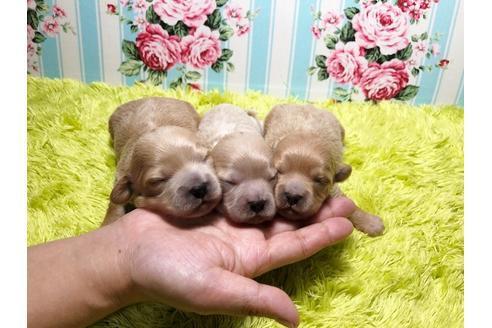 成約済の秋田県のマルプー:マルチーズ×トイプードル-100082