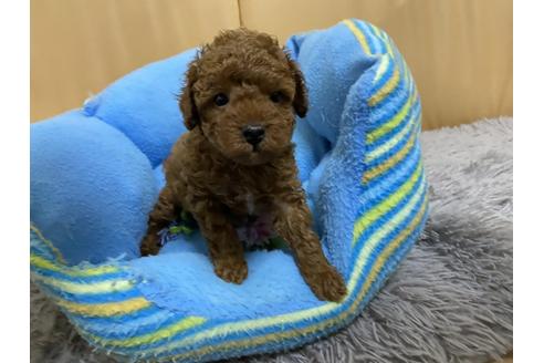 成約済の栃木県のトイプードル-100084の1枚目