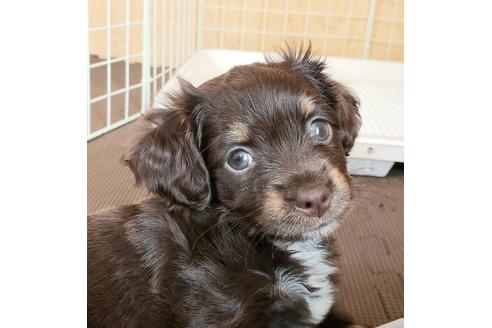 成約済の埼玉県のチワックス:チワワ×ミニチュアダックスフンド-100096の1枚目
