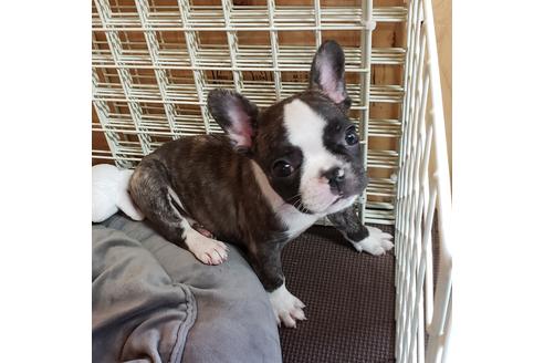 成約済の埼玉県のフレンチブルドッグ-99229の5枚目