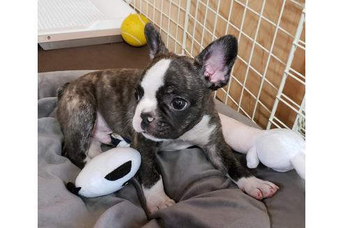 成約済の埼玉県のフレンチブルドッグ-99229の4枚目