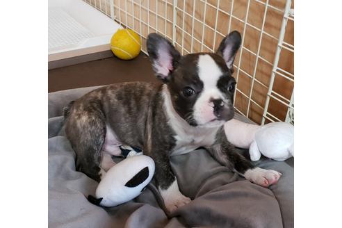 成約済の埼玉県のフレンチブルドッグ-99229の3枚目