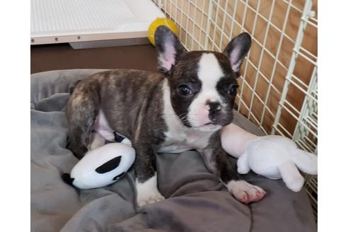 成約済の埼玉県のフレンチブルドッグ-99229の2枚目