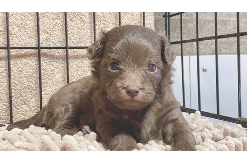 成約済の静岡県のミックス犬-99351の7枚目