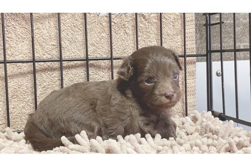 成約済の静岡県のミックス犬-99351の6枚目