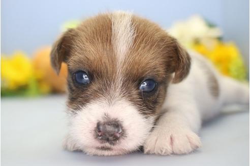 もらって ください ラッセル ジャック テリア 子犬
