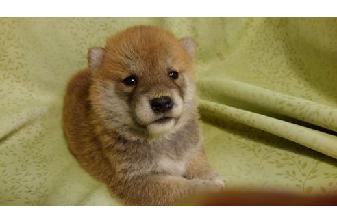 成約済の岐阜県の柴犬-99825