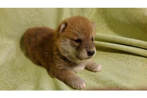 成約済の岐阜県の柴犬-99820