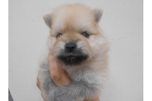 20万円以下のポメラニアンの子犬を探す ブリーダーナビ