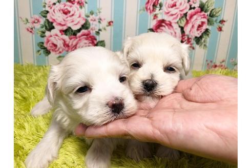 成約済の秋田県のマルックス:マルチーズ×ミニチュアダックスフンド-100187の1枚目