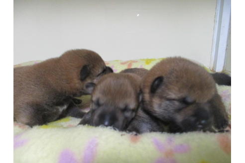 成約済の岡山県の柴犬-100191の7枚目