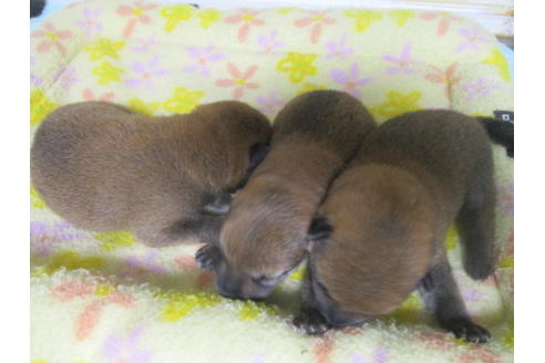 成約済の岡山県の柴犬-100191の6枚目