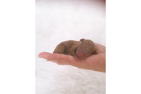 成約済の福岡県のティーカッププードル-100214の14枚目