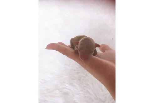 成約済の福岡県のティーカッププードル-100214の13枚目