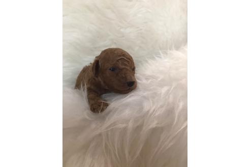 成約済の福岡県のタイニープードル-99542の3枚目