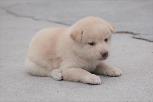 成約済の埼玉県の柴犬-100218の1枚目