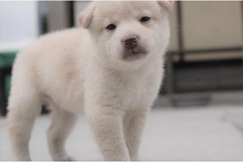 成約済の埼玉県の柴犬-100218の5枚目