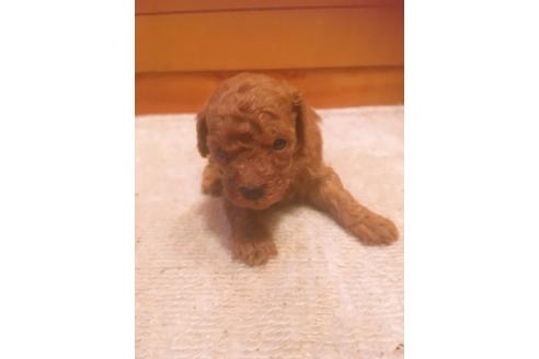 成約済の福岡県のタイニープードル-98124の7枚目