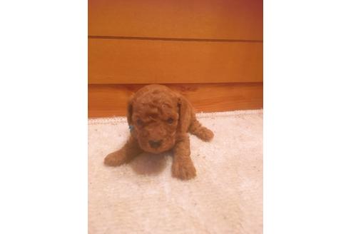 成約済の福岡県のタイニープードル-98124の6枚目