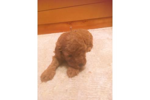 成約済の福岡県のタイニープードル-98123の3枚目