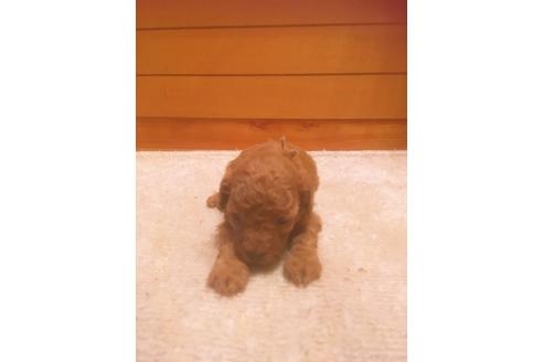 成約済の福岡県のタイニープードル-98123の2枚目