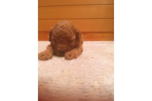 成約済の福岡県のタイニープードル-98123