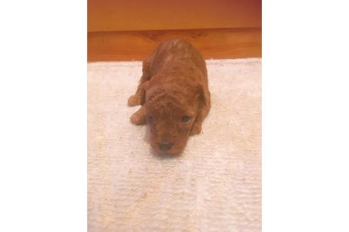 成約済の福岡県のタイニープードル-98616の2枚目