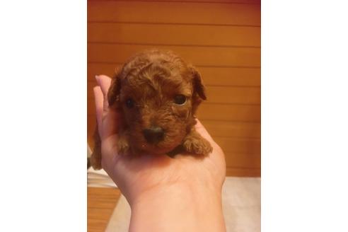 成約済の福岡県のタイニープードル-98616