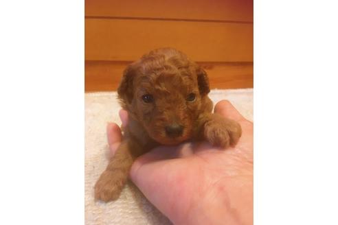 成約済の福岡県のタイニープードル-98617の3枚目