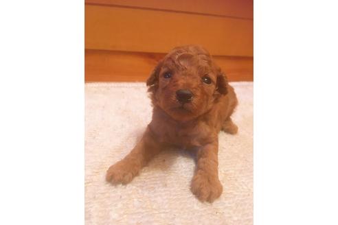 成約済の福岡県のタイニープードル-98617の1枚目