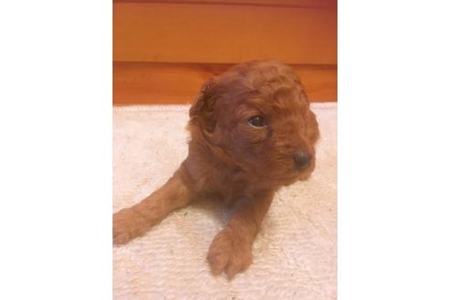 成約済の福岡県のタイニープードル-98617の2枚目