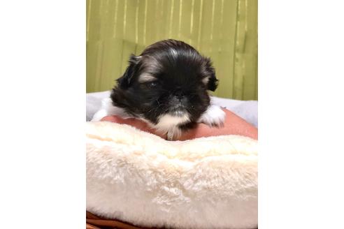 成約済の埼玉県のペキニーズ-100233の1枚目