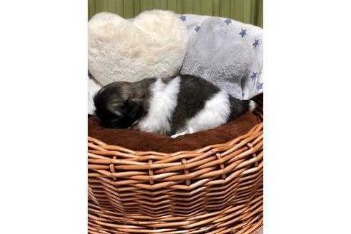 成約済の埼玉県のペキニーズ-100233の3枚目