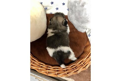 成約済の埼玉県のペキニーズ-100233の2枚目